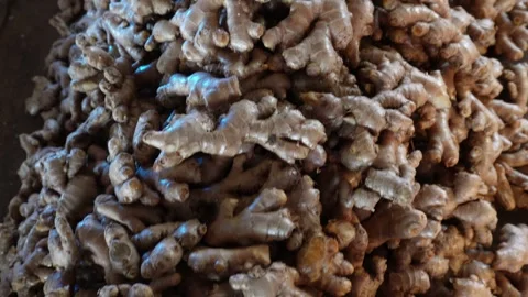Ginger Root Rhizomes Stock Footage 336429268