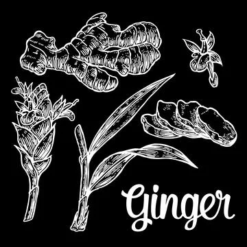 Ginger. Root, root cutting, leaves, flower buds, stems. Vintage retro vector  Stock Illustration