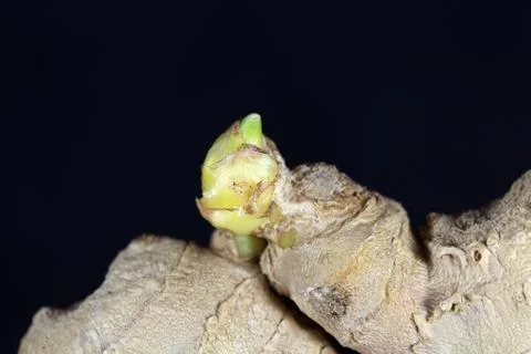 Ginger root with a seedling Stock Photos