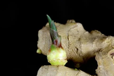 Ginger root with a seedling Stock Photos