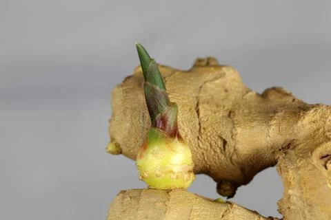 Ginger root with a seedling Stock Photos