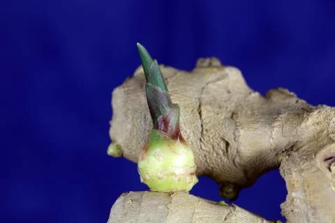 Ginger root with a seedling Stock Photos