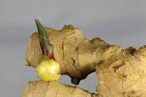 Ginger root with a seedling Stock Photos