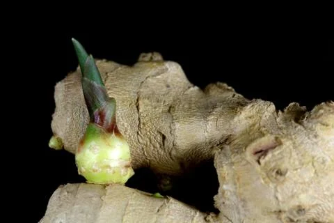 Ginger root with a seedling Stock Photos