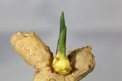 Ginger root with a seedling Stock Photos