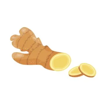 Ginger root set. Fresh raw ginger roots whole and sliced. Vector hand drawn Stock Illustration