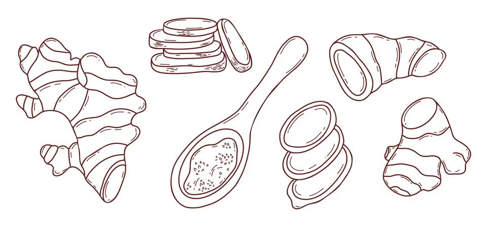 Ginger Root Set. Line Art Botanical Rhizome, Sliced Pieces and Powder in Wo.. Stock Illustration