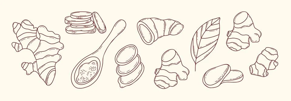 Ginger Root Set. Line Art Botanical Rhizome, Leaf Plant, Sliced Pieces and .. Stock Illustration