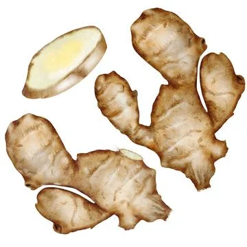 Ginger root set Watercolor. Hand drawn realistic hot spice. Clip art botanical Stock Illustration