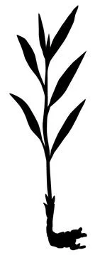 Ginger root silhouette with stem and leaves logo, icon Stock Illustration