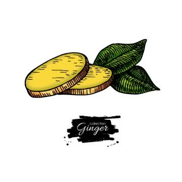 Ginger root sliced pieces. Vector hand drawn illustration. Artis Stock Illustration