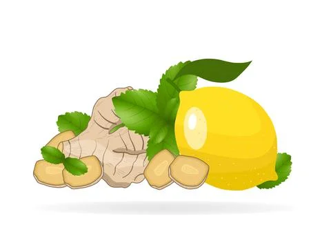 Ginger root slices, lemon, mint leaves on white background. Vector illustrati Stock Illustration