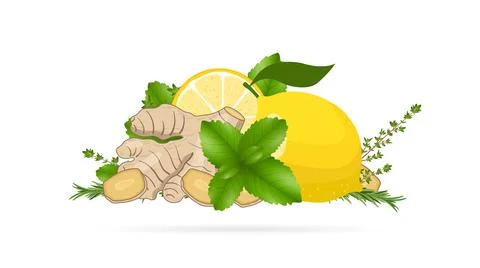 Ginger root slices, lemon, mint leaves, thyme, rosemary. Vector illustration, Stock Illustration