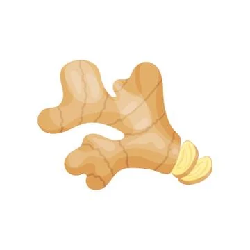 Ginger root with two round slices. Fresh organic spice. Natural food. Healthy Stock Illustration