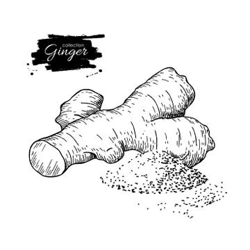 Ginger root vector hand drawn illustration.  Root and powder hea Stock Illustration