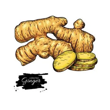 Ginger root vector hand drawn illustration.  Root and sliced pie Stock Illustration