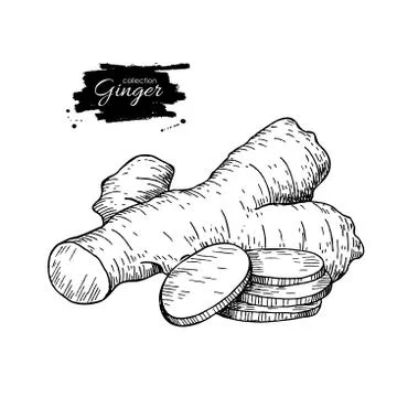 Ginger root vector hand drawn illustration.  Root and sliced pie Stock Illustration