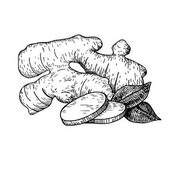 Ginger root vector hand drawn illustration.  Root and sliced pie Stock Illustration