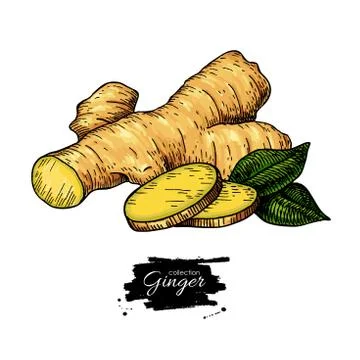 Ginger root vector hand drawn illustration.  Root and sliced pie Stock Illustration