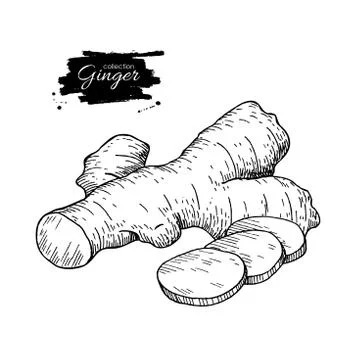 Ginger root vector hand drawn illustration.  Root and sliced pie Stock Illustration