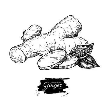 Ginger root vector hand drawn illustration.  Root and sliced pie Stock Illustration