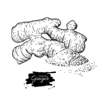 Ginger root vector hand drawn illustration.  Root and powder hea Stock Illustration