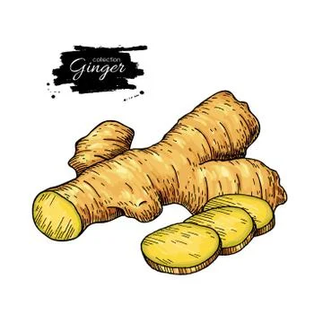 Ginger root vector hand drawn illustration.  Root and sliced pie Stock Illustration
