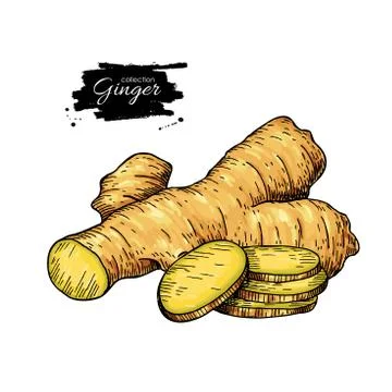 Ginger root vector hand drawn illustration.  Root and sliced pie Stock Illustration