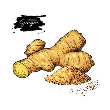 Ginger root vector hand drawn illustration.  Root and powder heap . Artisti.. Stock Illustration