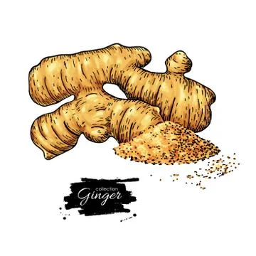 Ginger root vector hand drawn illustration.  Root and powder heap . Artisti.. Stock Illustration