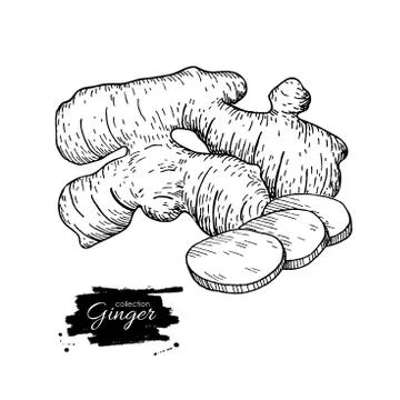 Ginger root vector hand drawn illustration.  Root and sliced pie Stock Illustration