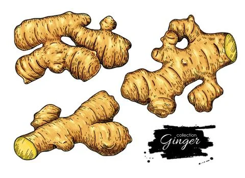 Ginger root vector hand drawn set. Engraved style illustration. Stock Illustration