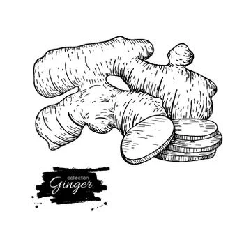 Ginger root vector hand drawn illustration.  Root and sliced pie Stock Illustration