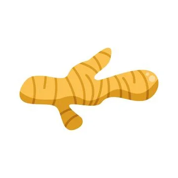 Ginger root vector illustration for cooking and health concepts Stock Illustration