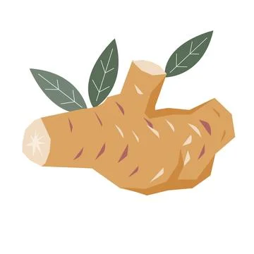 Ginger root vegetable and spice that adds flavor and health benefits to meals Stock Illustration