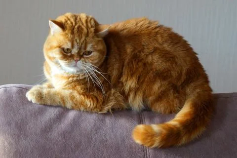 Ginger Scottish cat on the back of the sofa Stock Photos