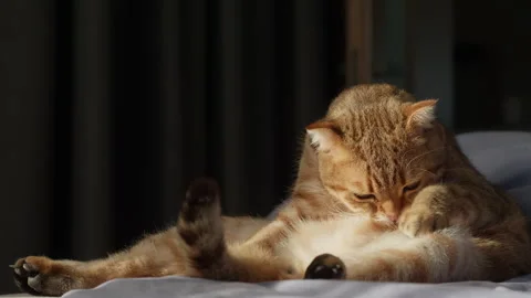 Ginger Scottish Fold cat dramatically licks its paw with tongue out and intense Stock Footage 312275749