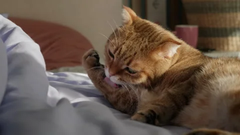 Ginger Scottish Fold cat lies on a bed, licking its paw with dramatic intensity Stock Footage 312272202