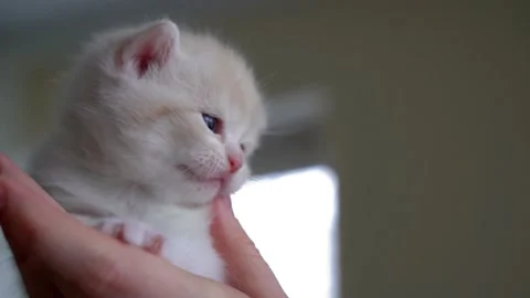 Ginger Scottish fold kitten Stock Footage 151648519