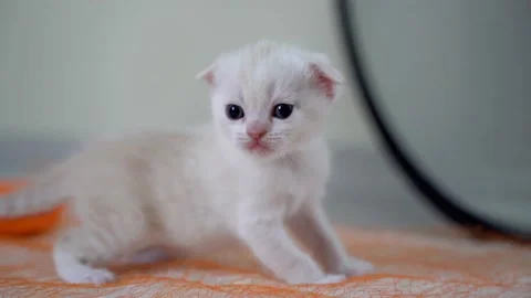 Ginger Scottish fold kitten Stock Footage 151648520