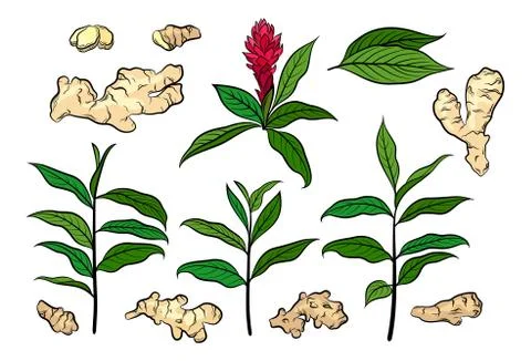 Ginger, Set Stock Illustration