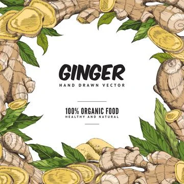 Ginger set with root, slice pieces, powder and leaves - vector colorful frame. Stock Illustration
