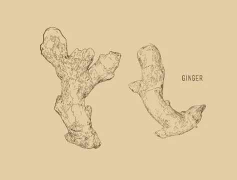 Ginger set sketch vector. Stock Illustration