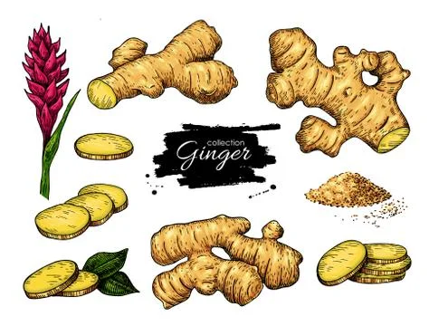 Ginger set. Vector hand drawn root, sliced pieces, powder and flower. Stock Illustration