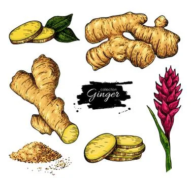 Ginger set. Vector hand drawn root, sliced pieces, powder and flower. Stock Illustration