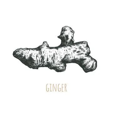 Ginger sketch drawing. Ginger vector Stock Illustration