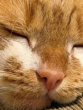 Ginger Sleep Stock Photos