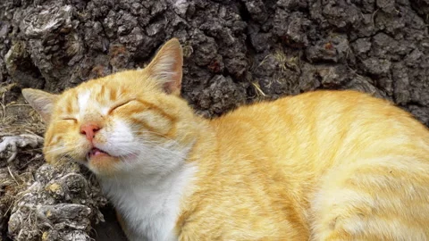 Ginger sleeping cat Video stock 140773073