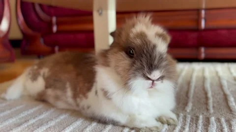 Ginger small adorable rabbit lying under the table in the room Stock Footage 276331726