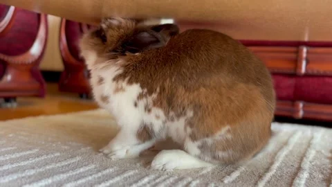 Ginger small adorable rabbit sits and washes itself under the table in the room Stock Footage 276331759